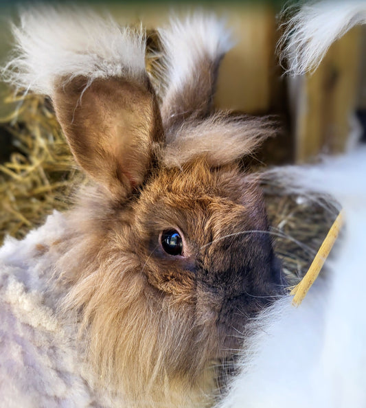 Angorakanin med nysgjerrig blikk hos Rytne Angora