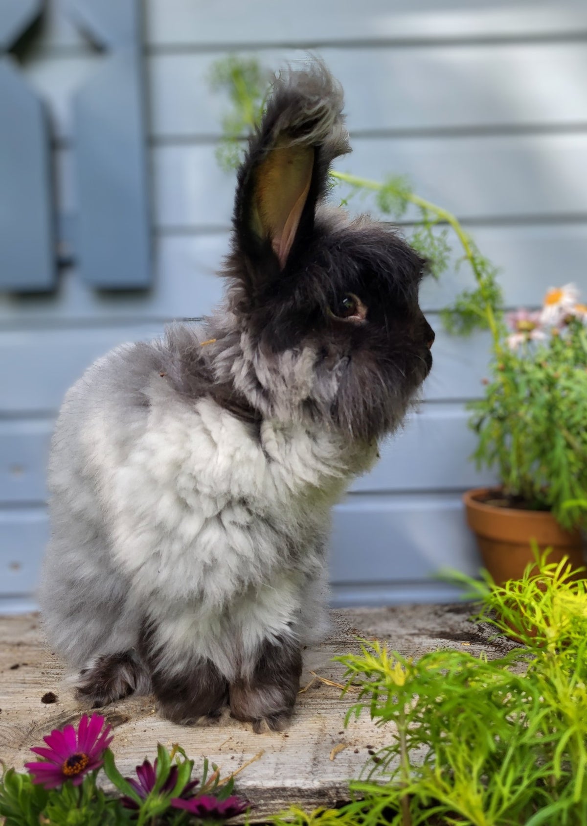 Angorakaninen Åge fra Rytne Angora