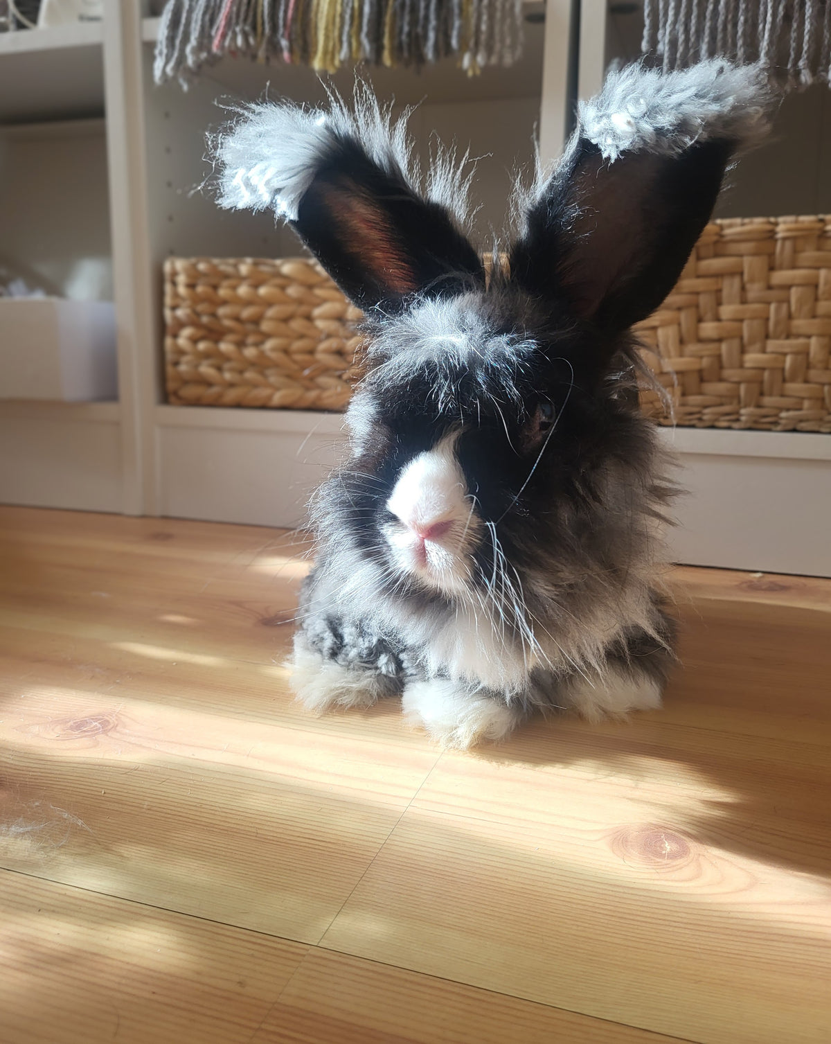 Per Cæsar angorakaninen fra Rytne Angora